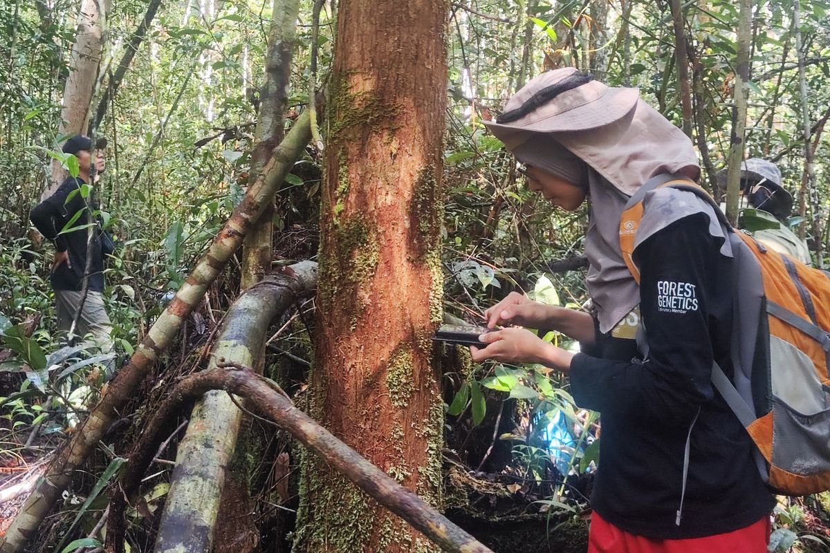 Fifi Gus Dwiyanti, ahli genetika populasi dari Forest Genetics Lab IPB University, mengumpulkan sampel jaringan kayu ramin di Taman Nasional Sebangau, Kalimantan Tengah, pada Sabtu (17/5/2025). 