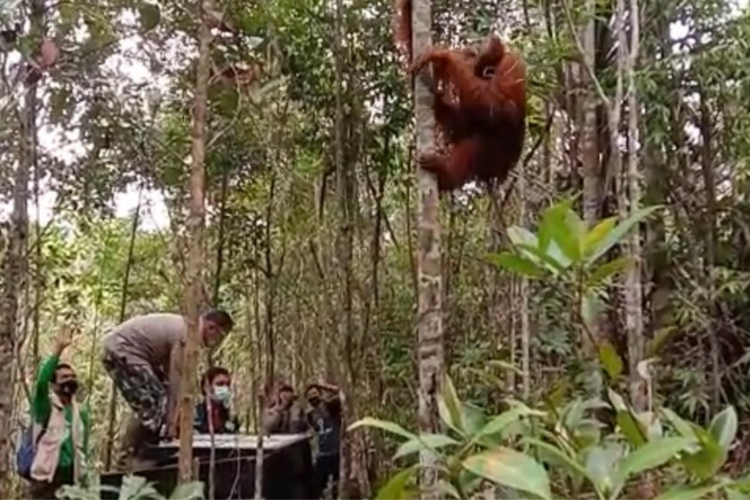 Orangutan Tapanuli saat dilepasliarkan di Cagar Alam Dolok Sipirok, Tapanuli Selatan, Sumut. Senin 23 November 2020.