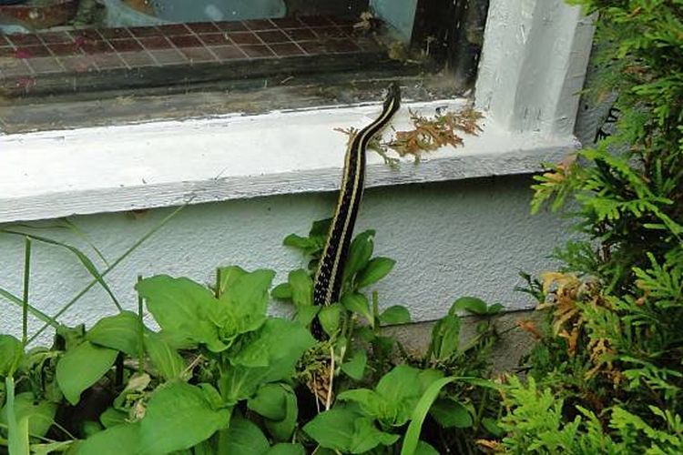 Marak Kejadian Ular Masuk Rumah, Berikut Cara Jitu Cegah Piton Bersarang