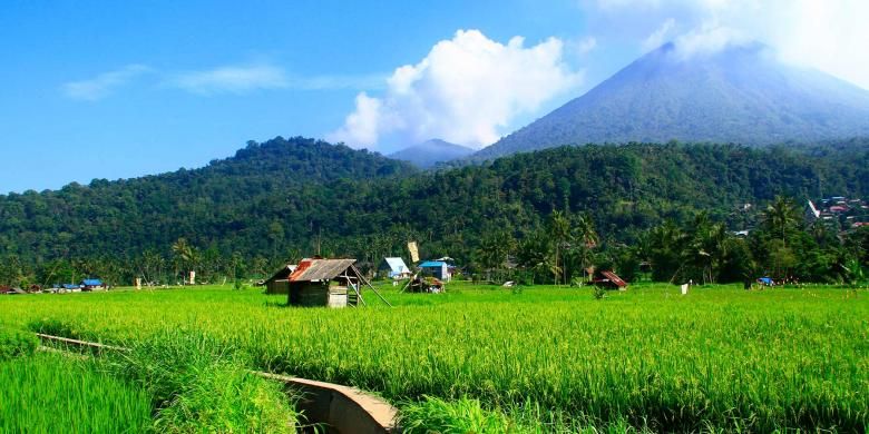 Persawahan di Kota Tomohon, Sulawesi Utara yang indah, dengan latar Gunung Api Lokon.