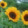 Ciri-ciri Bunga Matahari dan Manfaatnya