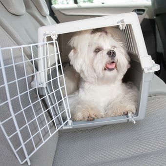 Ilustrasi anjing Maltese, Ilustarsi membawa anjing peliharaan mudik dengan travel box.