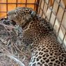 Indonesian Villagers Snare Javanese Leopard