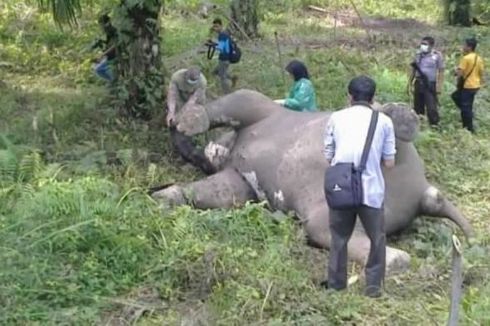 Diduga Keracunan, Gajah Liar Ditemukan Mati di Aceh