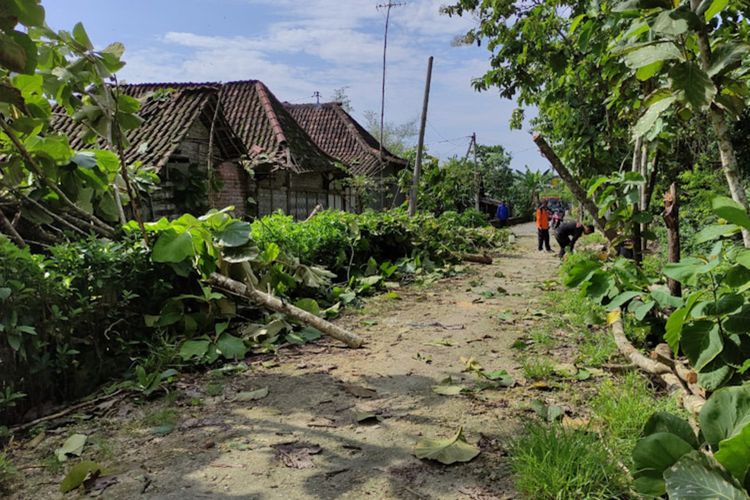 Petugas dari BPBD Lamongan dibantu warga memotong dan membersihkan pohon jati yang tumbang, yang sempat menutupi akses jalan, Jumat (10/12/2021).