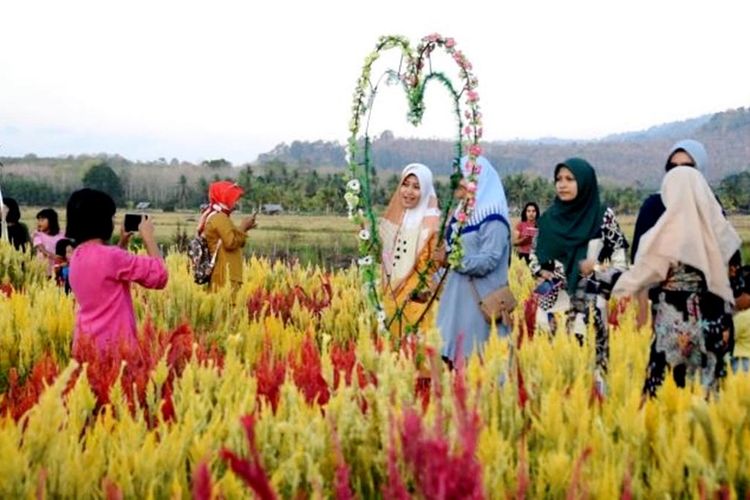 Indahnya hamparan bunga celosia ini, dapat menggoda para pengunjung untuk datang bersama keluarganya datang berwisata Yuranata Garden.