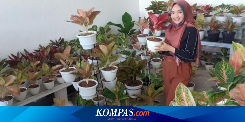 Ternyata Ini Yang Membuat Harga Aglonema Relatif Mahal Halaman All Kompas Com