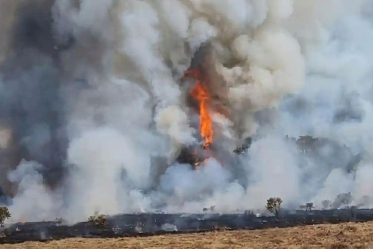 Kebakaran Surken Picu Penutupan Gunung Gede Pangrango, Pendakian Ditutup 5 Hari