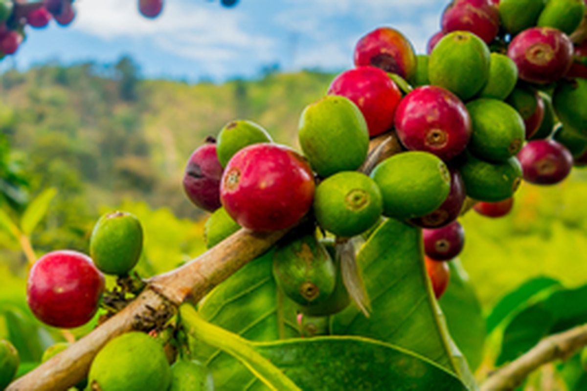 Ilustrasi tanaman kopi