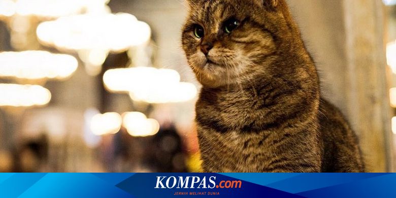 Mengenal Gli Kucing Yang Hidup 14 Tahun Di Hagia Sophia Turki