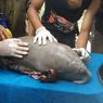 Bayi Dugong Penuh Luka Terdampar di Bangka Barat