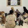 Baru, Ada Playgroup untuk Anjing Peliharaan di Jakarta