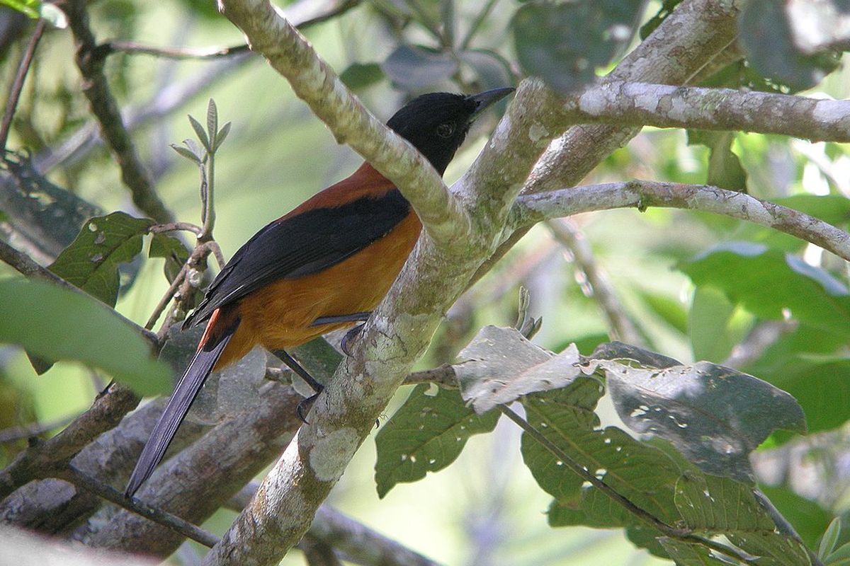 Burung Hooded Pitohui, burung beracun pertama yang terdokumentasikan. Burung beracun ini berasal dari New Guinea dan mendapatkan racunnya dari makanannya.