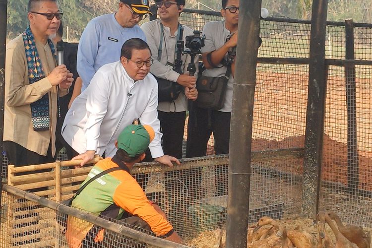 Pemprov DKI Bakal Bangun Peternakan Sapi hingga Kebun Jagung di Tangerang
