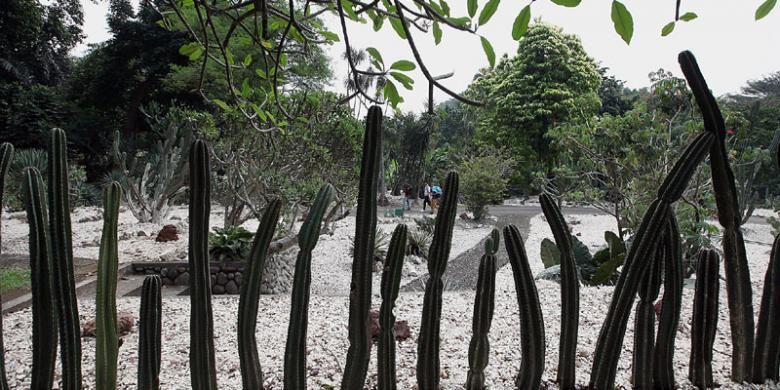 Taman Meksiko di Kebun Raya Bogor, Jawa Barat, Jumat (5/9/2014).