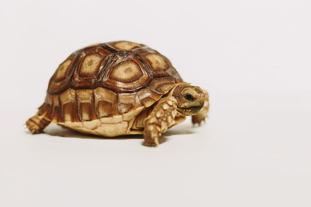 Ilustrasi tempurung kura-kura.