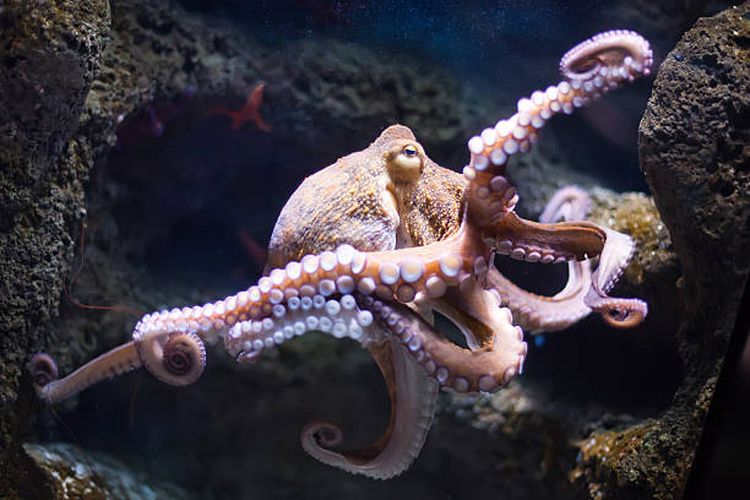 Ilustrasi gurita, salah satu hewan paling cerdas di dunia.