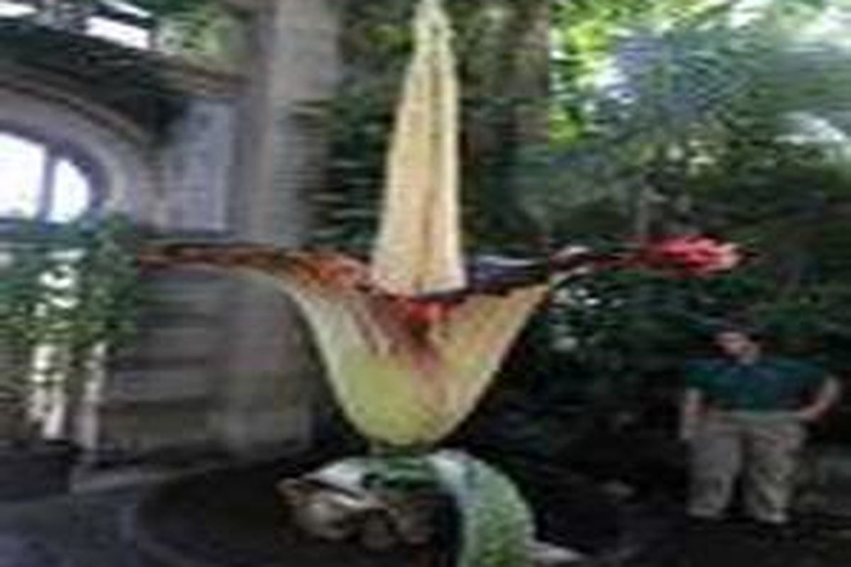 Bunga bangkai (Amorphophallus titanium) 