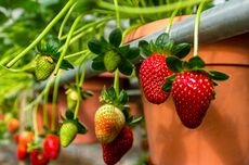 Cara Menanam Strawberry di Pot, Praktis Tanpa Lahan Luas