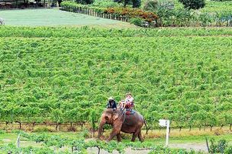 Kota wisata Hua Hin, Thailand, gencar mempromosikan beberapa tempat wisata, seperti Hua Hin Hills Vineyard. Di kebun anggur itu, wisatawan bisa berkeliling menikmati pemandangan sekaligus mencicipi hasil olahan anggur. 