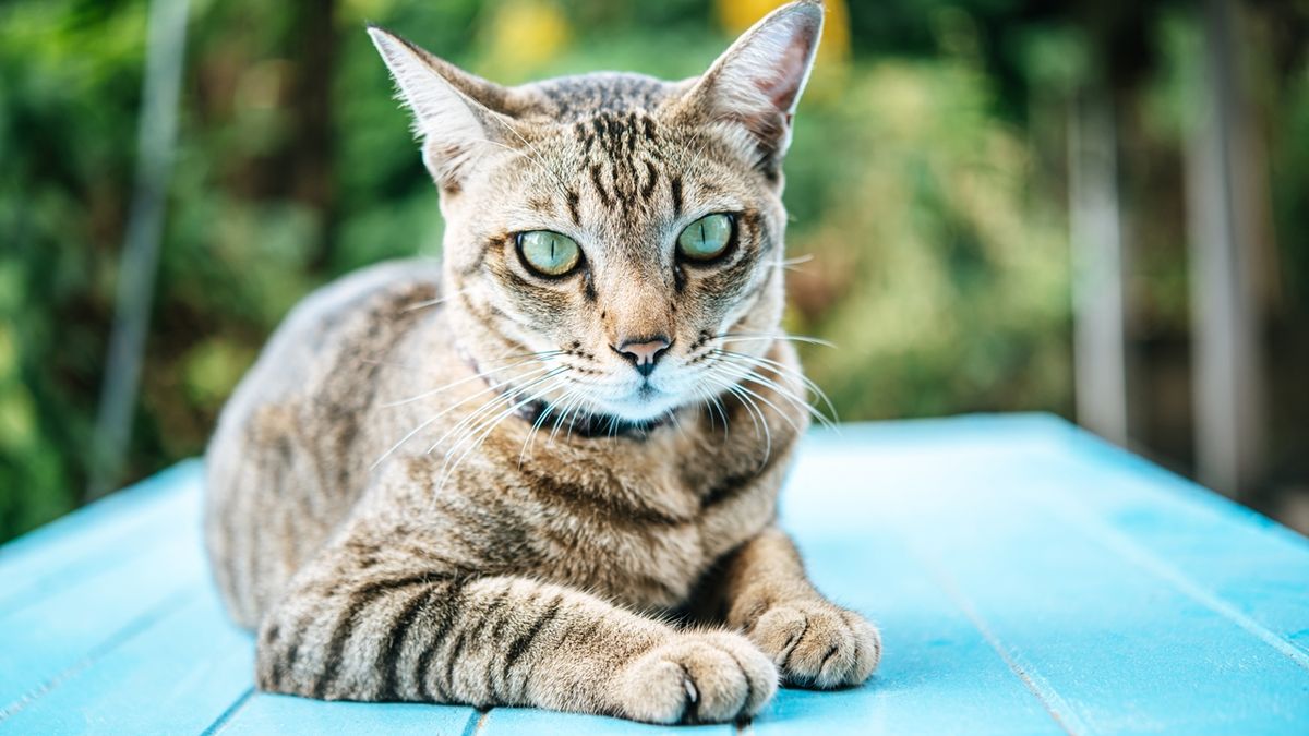 Kucing Hunani Kenali Karakteristik Kucing Himalaya Kampung Beserta Perawatannya ...