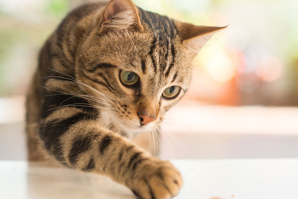 Ilustrasi kucing tabby, kucing belang dengan bergaris-garis. Peneliti ungkap pola belang pada kucing sudah terbentuk sejak masih embrio.