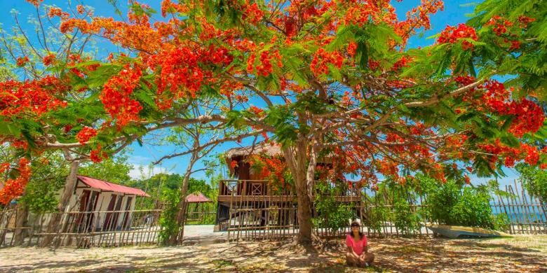 Pohon Flamboyan di Gili Sudak