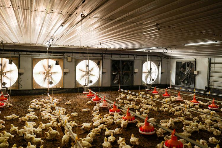 Musik Klasik Diputar 24 Jam di Kandang Ayam McDonald's Indonesia, Apa Tujuannya?