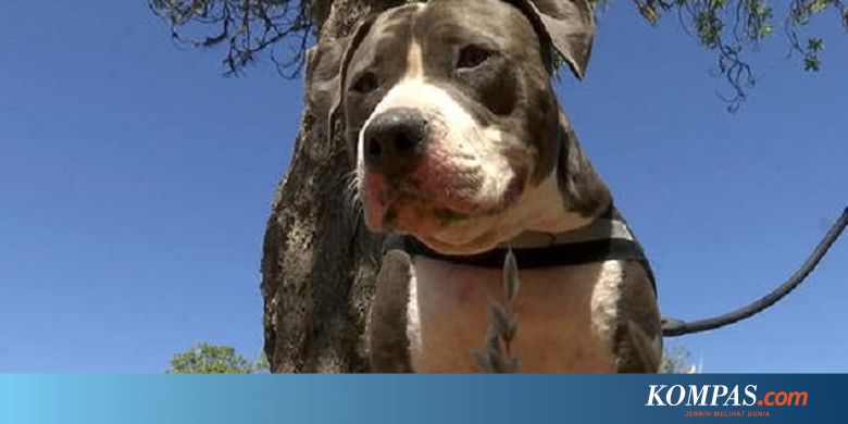 Seekor Anjing Pit Bull Selamatkan Tuannya Dari Gigitan Hiu Halaman