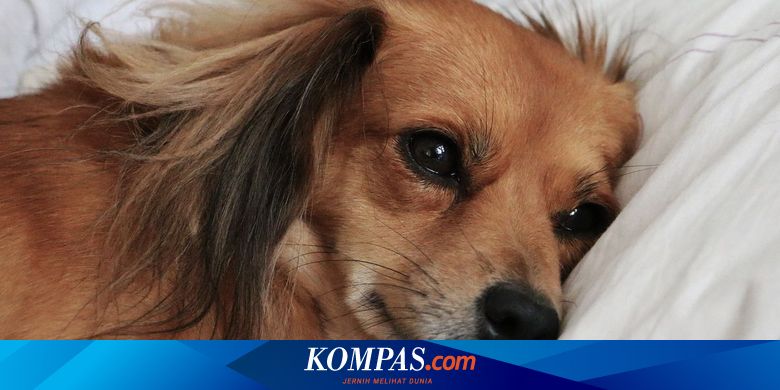 Wali Kota Banjarmasin Terbitkan SE Larangan Jual dan Konsumsi Daging Anjing
