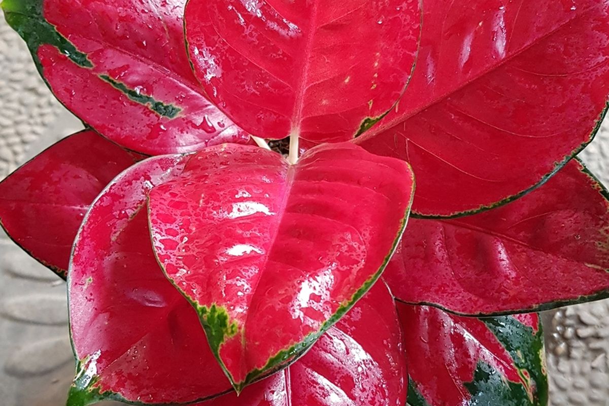 Ilustrasi tanaman hias Aglonema Suksom Jaipong. 