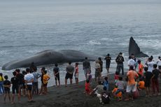 BERITA FOTO: Terdampar di Pantai Bali, Bangkai Paus Sperma Akan Dikubur