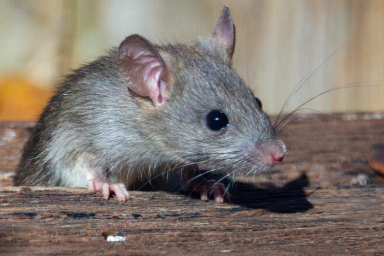 6 Cara Mencegah Tikus Masuk ke Kebun