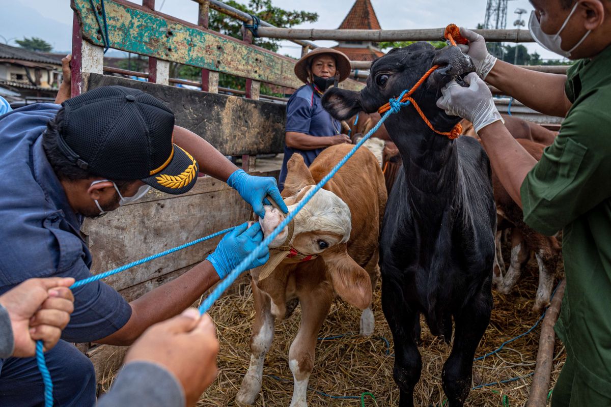 Dokter hewan dari Dinas Pertanian, Perikanan dan Pangan (Dispertanikap) Kabupaten Semarang memeriksa kesehatan ternak sapi saat pemeriksaan penyakit mulut dan kuku (PMK) pada hewan ternak di Pasar Hewan Pon Ambarawa, Bawen, Kabupaten Semarang, Jawa Tengah, Kamis (12/5/2022). Pemeriksaan kesehatan hewan ternak sebelum diperjualbelikan itu guna mencegah penyebaran PMK pada hewan ternak menyusul temuan 15 kasus PMK di Kabupaten Boyolali yang wilayahnya berbatasan dengan Kabupaten Semarang.