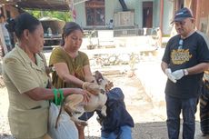 Pemkab Sikka Vaksinasi 1.087 Ekor Anjing di Wilayah Endemis Rabies