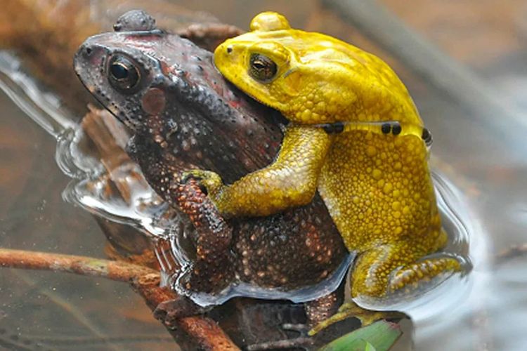 Kodok Asia sedang kawin di awal musim hujan