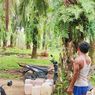 Warga Rokan Hulu Dengar Auman Harimau dari Belakang Rumah, Temukan Jejak Kaki Berukuran Besar dan Kecil