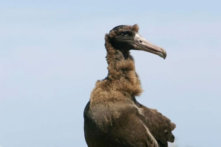 Sempat Terancam Punah, Albatros Langka di Jepang Kini Terus Bertambah