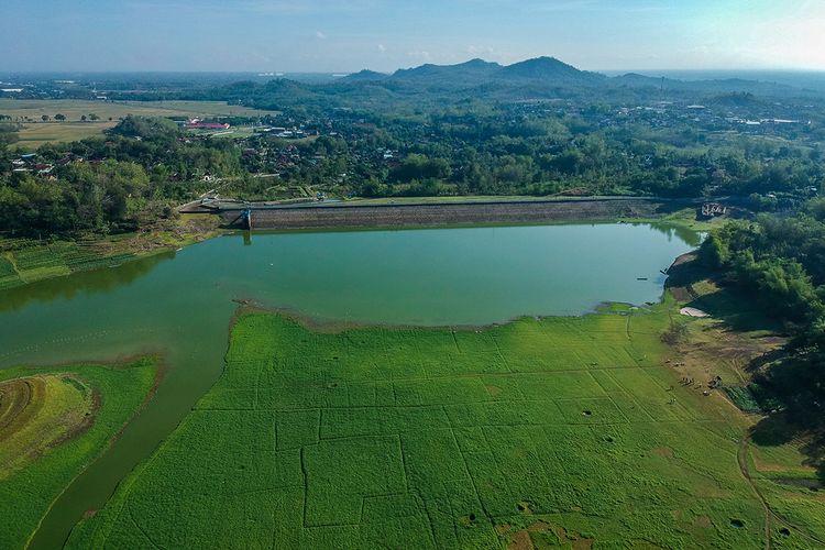 Kawasan padang rumput di Waduk Tandon Wonogiri yang surut pada musim kemarau.