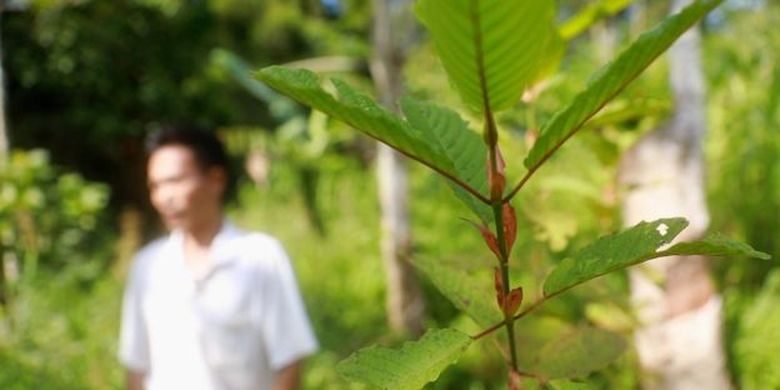 Tanaman kratom satu keluarga dengan kopi. 