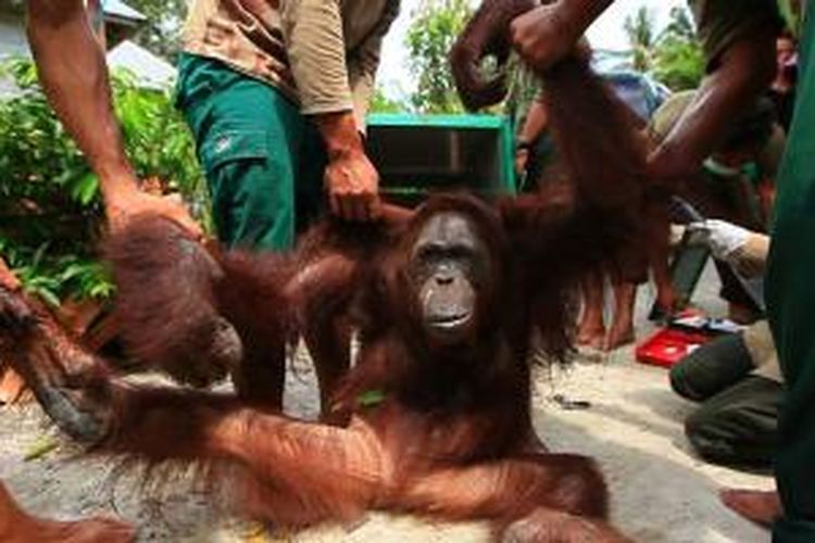 Orangutan peserta rehabilitasi yang akan dilepasliarkan oleh Yayasan Borneo Orangutan Survival (BOS) Nyaru Menteng, Kalimantan Tengah. 