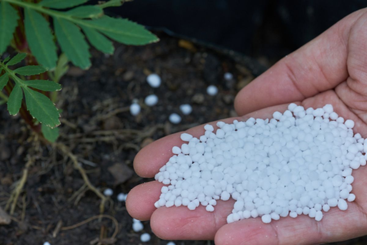 Ilustrasi pupuk urea, pemberian pupuk urea pada tanaman.