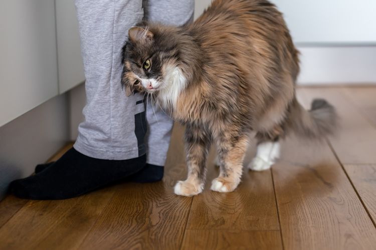 Ilustrasi kucing menggosokan tubuh ke kaki pemiliknya.
