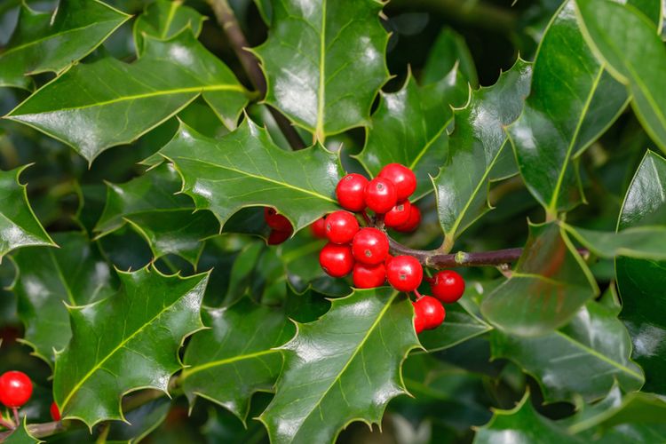 Ilustrasi tanaman Holly yang merupakan salah satu tanaman khas Natal. 