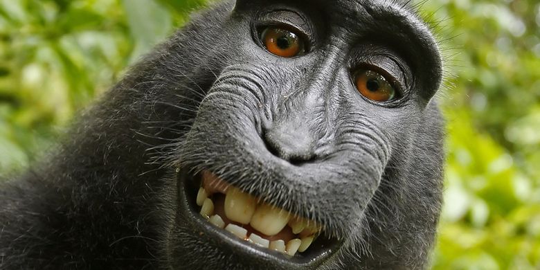 Akhir Cerita Naruto Sang Monyet Indonesia Pengambil Selfie