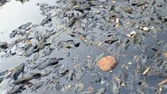 Di Balik Pembasmian Ikan Sapu-Sapu, Ada Masalah Lebih Besar di Sungai Jakarta