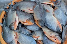 Ada Predator Asing Pemakan Ikan Endemik dan Gigit Nelayan di Danau Laut Tawar