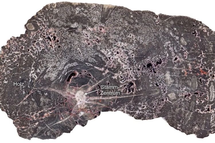 Kayu Fosil Berumur 300 Juta Tahun Simpan Sejarah Geologi Bumi