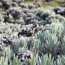 Mengenal Edelweiss, Bunga Abadi yang Terbakar di Gunung Gede