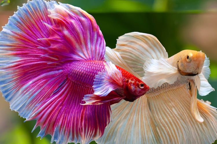 Ilustrasi ikan cupang.